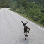 Автобусом хорошо,а олени лучше...